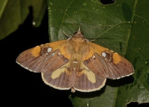 Rectipalpula billeti