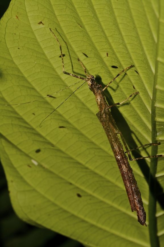 Stick Insect, Phasmid - Calvisia conicipennis This is a female Phasmid of the species Calvisia conicipennis.<br />
They are fairly small in size, around 5-6cm.<br />
This species is also the least colourful among the species from the genus Calvisia. Calvisia conicipennis,Dull Knob-necked Stick Insect,Geotagged,Malaysia,Phasmid,Sarawak,Stick Insect,Summer