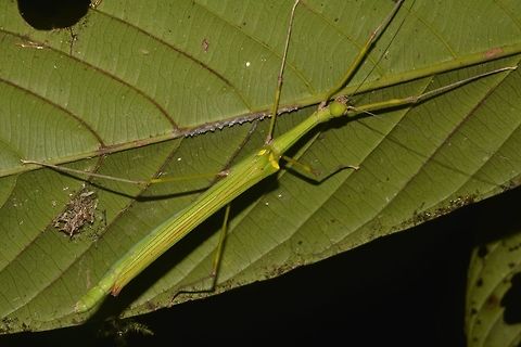 Stick Insect, Phasmid - Marmessoidea quadriguttata This is a female Phasmid of the species Marmessoidea quadriguttata.
Mostly all light green in colour but her wings are bright pink in colour.
The species name, quadriguttata refers to the 4 yellow spots on the tegmina. Geotagged,Malaysia,Marmessoidea quadriguttata,Phasmid,Sarawak,Stick Insect,Summer