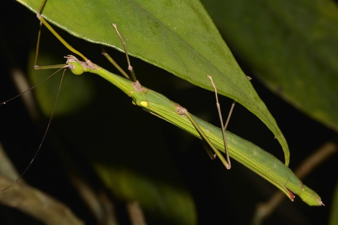 Stick Insect, Phasmid - Marmessoidea quadriguttata This is a female Phasmid of the species Marmessoidea quadriguttata.<br />
Mostly all light green in colour but her wings are bright pink in colour.<br />
The species name, quadriguttata refers to the 4 yellow spots on the tegmina. Geotagged,Malaysia,Marmessoidea quadriguttata,Phasmid,Sarawak,Stick Insect,Summer