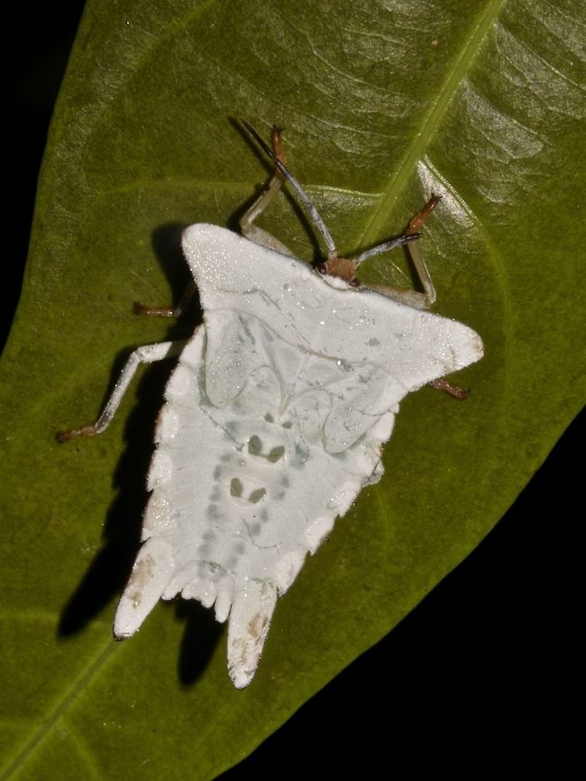 Nymph of Giant Shield/Stink Bug - Pygoplatys validus This is a nymph of a Giant Shield/Stink Bug from the family of Tessaratomidae. Geotagged,Giant Shield Bug,Giant Stink Bug,Malaysia,Pygoplatys validus,Sarawak,Shield Bug,Stink Bug,Summer,Tessaratomidae