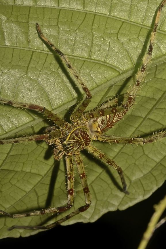 Lichen Huntsman Spider - Heteropoda boiei  Geotagged,Heteropoda boiei,Huntsman Spider,Lichen Huntsman Spider,Malaysia,Sarawak,Spider,Summer