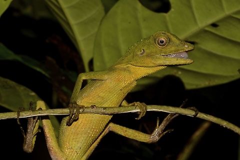 Ready to stick its tongue out This is a Green Crested Lizard - Bronchocela cristatella. Bronchocela cristatella,Geotagged,Green Crested Lizard,Malaysia,Sarawak,Summer