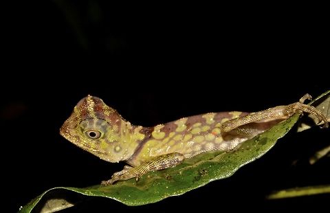 Borneo Anglehead Lizard, Borneo Forest Dragon This is a juvenile of a Borneo Anglehead Lizard - Gonocephalus bornensis Borneo Anglehead Lizard,Borneo Forest Dragon,Geotagged,Gonocephalus bornensis,Malaysia,Sarawak,Summer