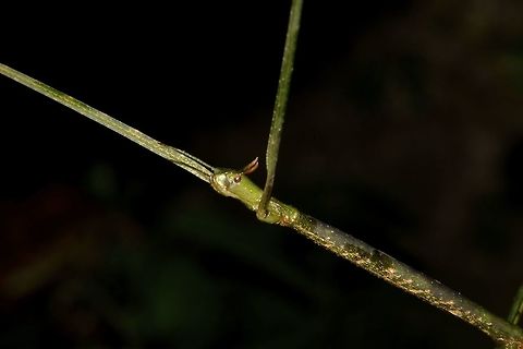 Stick Insect, Phasmid - Prosentoria arrogans This is a female Phasmid of the species Prosentoria arrogans. Quite a large species, with horn-like appendages on her head.

Picture of the whole Phasmid can be seen here :

https://www.jungledragon.com/image/45002/stick_insect_phasmid_-_prosentoria_arrogans.html
 Geotagged,Malaysia,Phasmid,Prosentoria arrogans,Sarawak,Stick Insect,Summer