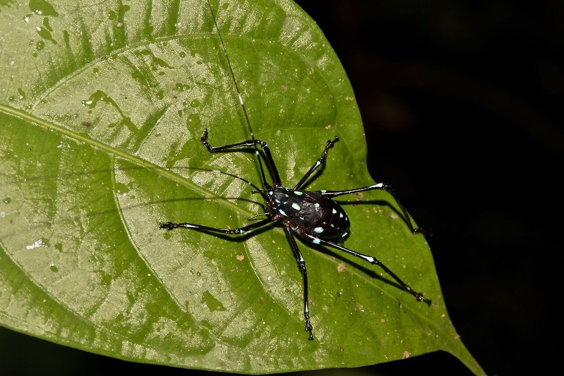 Blue spots Not sure about this one, Katydid or Cricket or something else. Geotagged,Malaysia,Sarawak,Summer