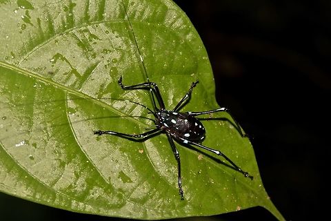 Blue spots Not sure about this one, Katydid or Cricket or something else. Geotagged,Malaysia,Sarawak,Summer