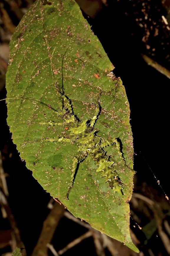 Spiny Stick Insect, Phasmid - Aretaon muscosus This is a female Phasmid of the species Aretaon muscosus, from the family of Obrimini, which are known for the species with spines. It is mostly green in colour in different shades, making it well camouflaged in her surrounding especially on tree trunks with moss or leafs. Aretaon muscosus,Geotagged,Malaysia,Phasmid,Sarawak,Stick Insect,Summer,Thorny Stick Insect