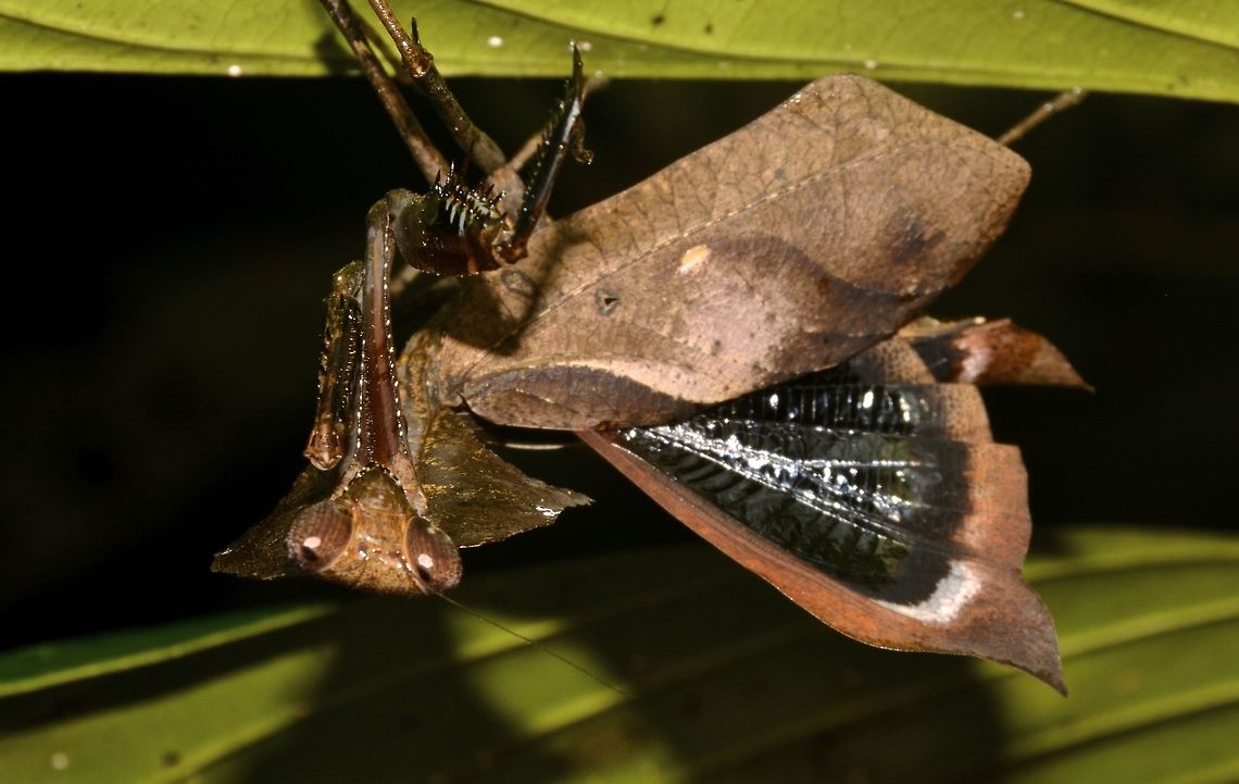 Malaysian Dead Leaf Mantis This Female Dead Leaf Mantis - Deroplatys lobata can be very well camouflaged when they are on the leaf litters on the ground.  Here she is flashing her wings in a defensive stand. Dead Leaf Mantis,Deroplatys lobata,Geotagged,Malaysia,Praying Mantis,Sarawak,Summer