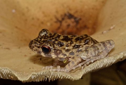 Baby Frog Baby frog, perched on top of a fungus Frog,Geotagged,Hylarana glandulosa,Malaysia,Rough-sided frog,Sarawak,Summer