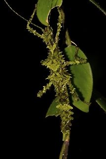 Spiny Stick Insect, Phasmid - Aretaon muscosus This is a female Phasmid of the species Aretaon muscosus.
She is very spiny. Aretaon muscosus,Geotagged,Malaysia,Phasmid,Sarawak,Stick Insect,Summer,Thorny Stick Insect