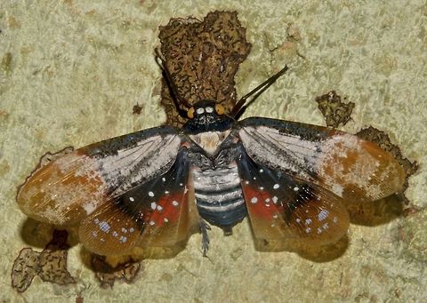 Planthopper - Penthicodes farinosa This Planthopper was flying away from where I first found it and when it landed in another tree, the wings were still opened. Geotagged,Malaysia,Peleng Island lantern bug,Penthicodes farinosa,Sarawak,Summer