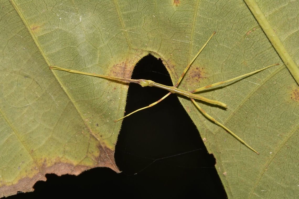 Baby Stick This is a nymph of a Phasmid, very hard to tell of what species.<br />
It is probably newly hatched or just a few days old, based on the size, of around 2 cm. Geotagged,Malaysia,Phasmid,Sarawak,Stick Insect,Summer