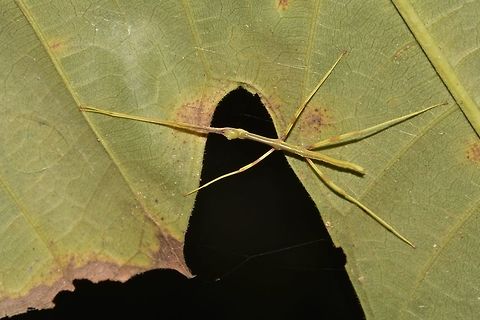 Baby Stick This is a nymph of a Phasmid, very hard to tell of what species.
It is probably newly hatched or just a few days old, based on the size, of around 2 cm. Geotagged,Malaysia,Phasmid,Sarawak,Stick Insect,Summer