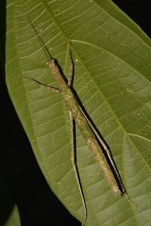 Stick Insect, Phasmid - Lonchodes mirabilis This is a female Phasmid, but not familiar of what genus/species.
She has lost her 2 front legs although it may not be obvious to those not familiar with Phasmids.
Phasmids are able to re-generate their lost legs, ONLY when they lost it at their early stages.  Phasmids goes through several stages of moulting, 6-7, usually with Female having one additional moult to the Males.  Each time  they moult, they may be able to regenerate a lost leg, but its not immediately a leg of full leg that is functional.  It may takes 2-3 moults before the lost legs are fully regenerated and even then, this new leg may not be as long as the original leg. Geotagged,Lonchodes mirabilis,Malaysia,Phasmid,Sarawak,Stick Insect,Summer