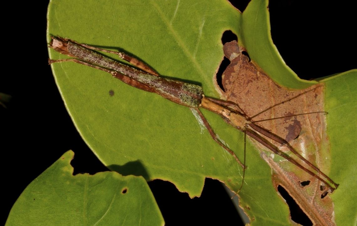 Stick Insect, Phasmid - Paraloxopsis tuberculata This is a Male Phasmid of the species Paraloxopsis tuberculata.<br />
He is small in size, around 4 cm.<br />
He is mostly brown in colour with 'moulted look' on the wings.<br />
This species has conical head. Geotagged,Malaysia,Paraloxopsis tuberculata,Phasmid,Sarawak,Stick Insect,Summer