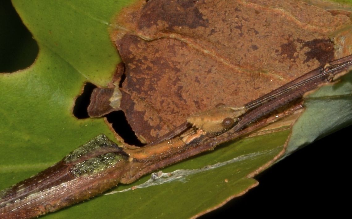 Stick Insect, Phasmid - Paraloxopsis tuberculata This is a Male Phasmid of the species Paraloxopsis tuberculata.<br />
From the side view, his conical head can be seen and the tegmina has the moulted/green look. Geotagged,Malaysia,Paraloxopsis tuberculata,Phasmid,Sarawak,Stick Insect,Summer