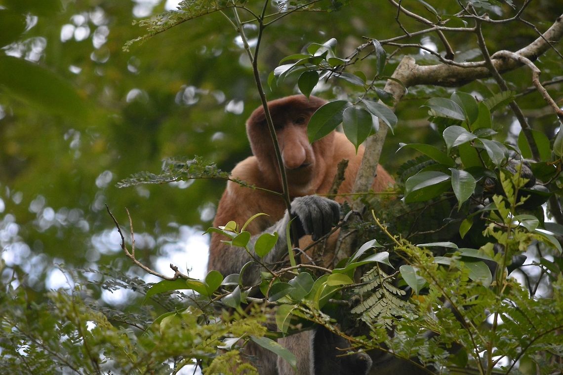 Proboscis Monkey - Nasalis larvatus This is a Male Proboscis Monkey - Nasalis larvatus.  He is usually bigger in size compared to the females.<br />
He keeps a &#039;harem&#039; of a few females.  They are known as Proboscis Monkey for their big nose. Geotagged,Malaysia,Nasalis larvatus,Proboscis monkey,Sarawak,Summer