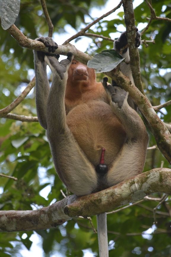 Red Rocket The local guide are sort of shy to explain to the visitors and used the term &#039;Red Rocket&#039; to refers to the nearly perpetual erection of the Male Proboscis Monkey.  According to the guide, they get that from their diet or plant that they feed on.  So, I guess more research should be done to investigate this &#039;natural viagra&#039;! Geotagged,Malaysia,Nasalis larvatus,Proboscis monkey,Sarawak,Summer