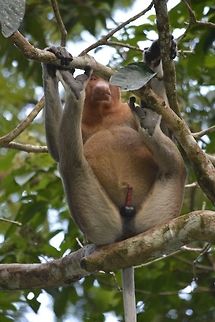 Red Rocket The local guide are sort of shy to explain to the visitors and used the term 'Red Rocket' to refers to the nearly perpetual erection of the Male Proboscis Monkey.  According to the guide, they get that from their diet or plant that they feed on.  So, I guess more research should be done to investigate this 'natural viagra'! Geotagged,Malaysia,Nasalis larvatus,Proboscis monkey,Sarawak,Summer
