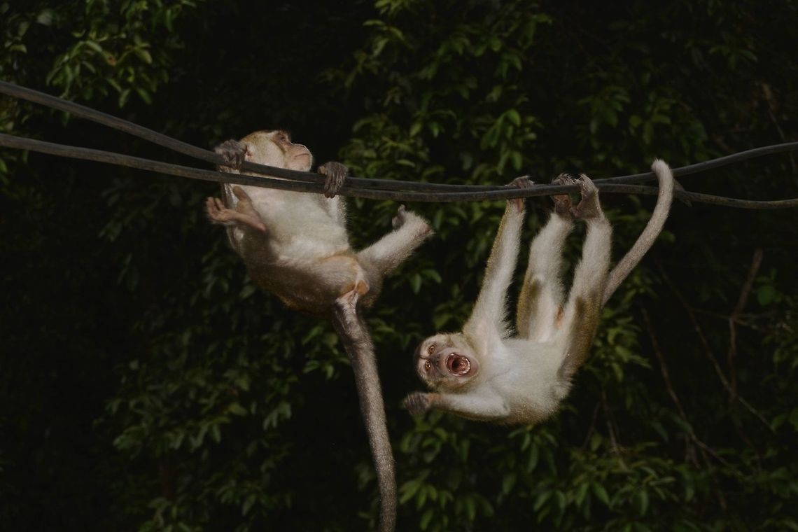 Climbing the ropes This 2 juvenile Crab-eating Macaques were fooling around when climbing down from the trees in the morning.  They can be a nuisance and are very daring to approach humans to snatch away food and bags. Crab-eating macaque,Geotagged,Long-tailed Macaque,Macaca fascicularis,Malaysia,Sarawak,Summer
