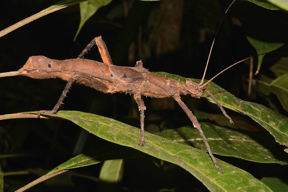 Spiny Stick Insect, Phasmid - Haaniella saussurei This is a female Phasmid of the species Haaniella saussurei.<br />
Very big and robust in size and very spiny too.<br />
She has false wings. Geotagged,Haaniella saussurei,Malaysia,Phasmid,Sarawak,Saussure's Haaniella,Stick Insect,Summer