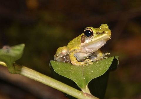 Green Tree Frog Green coloured Tree Frog Chalcorana raniceps,Copper-cheeked Frog,Frog,Geotagged,Hylarana raniceps,Malaysia,Sarawak,Summer,Tree Frog,White-lipped Frog