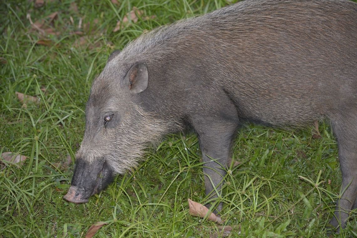 Bornean Bearded Pig - Sus barbatus This Bornean Bearded Pig - Sus barbatus are a common sight at Bako National Park.  They are used to visitors and will continue feeding without any care or concerns. Bearded pig,Geotagged,Malaysia,Sarawak,Summer,Sus barbatus