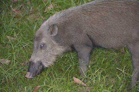 Bornean Bearded Pig - Sus barbatus This Bornean Bearded Pig - Sus barbatus are a common sight at Bako National Park.  They are used to visitors and will continue feeding without any care or concerns. Bearded pig,Geotagged,Malaysia,Sarawak,Summer,Sus barbatus