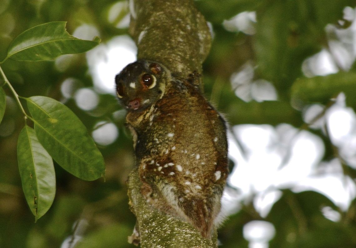 Sunda Flying Lemur This Sunda Flying Lemur - Galeopterus variegatus are nocturnal creatures.  They rest/sleep during the day, hugging to the tree trunks and are very well camouflaged. They usually go back to the same tree every morning, so its easier for the guide to locate them to show visitors doing day trips to the Park.<br />
<br />
Although their name is Flying Lemur, they don't actually fly but 'glide' from tree to tree using the skin-flaps between the front and back legs. Galeopterus variegatus,Geotagged,Malaysia,Sarawak,Summer,Sunda flying lemur