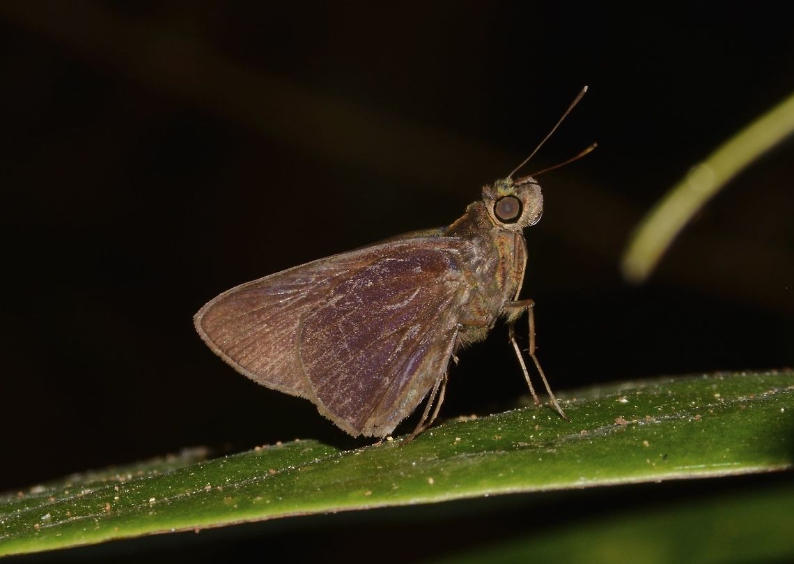 Coconut Skipper Coconut Skipper - Hidari irava is a small butterfly, around 4-5 cm. Butterfly,Geotagged,Hidari irava,Malaysia,Sarawak,Skipper,Summer