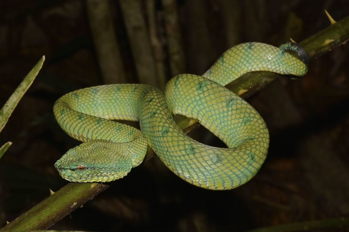 Bornean Keeled Pit Viper Bornean Keeled Pit Viper - Tropidolaemus subannulatus is a venomous Snake but they are non-aggressive.<br />
During day time, they are resting and hardly moves even when you get close to take pictures.<br />
They usually stays at the same place unless disturbed. Bornean Keeled Pit Viper,Geotagged,Malaysia,Sarawak,Snake,Summer,Tropidolaemus subannulatus
