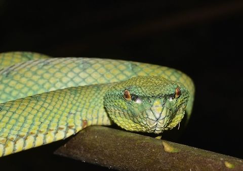 Bornean Keeled Pit Viper Close-up of Bornean Keeled Pit Viper.  They usually stays still during day time and not likely to move unless disturbed. Bornean Keeled Pit Viper,Geotagged,Malaysia,Sarawak,Snake,Summer,Tropidolaemus subannulatus,Viper