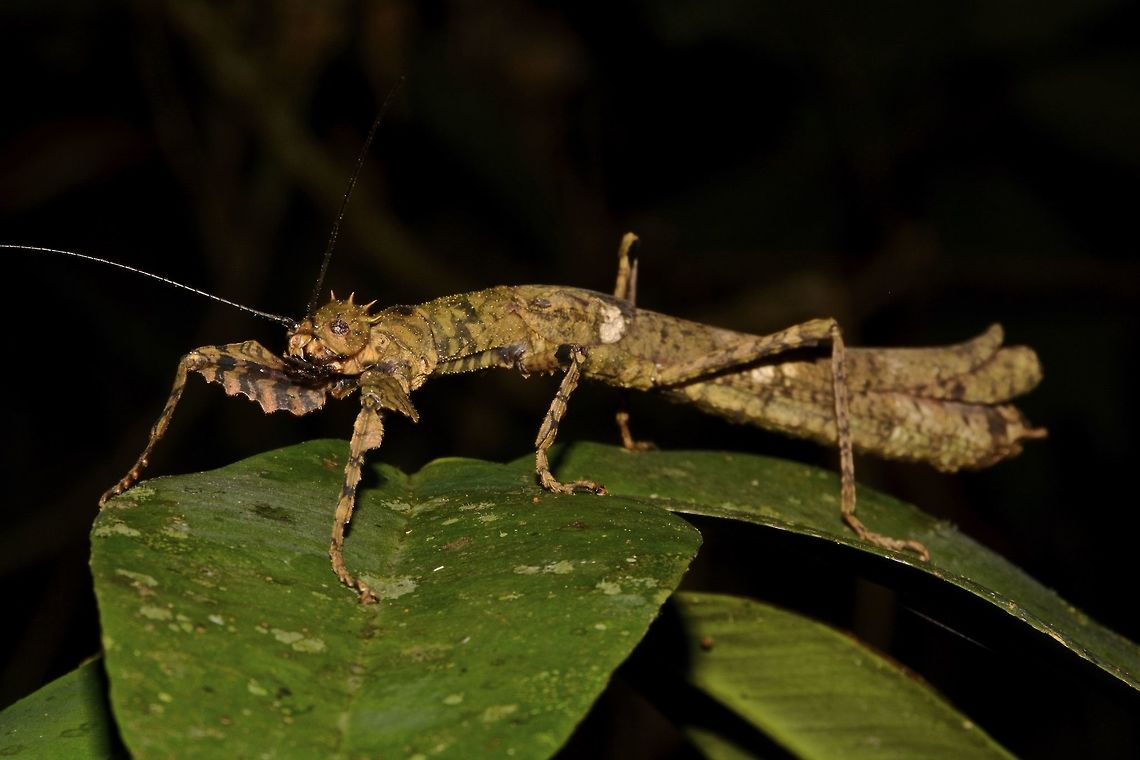 Stick Insect, Phasmid - Neoclides marshallae This is a female Phasmid of the species Neoclides marshallae, which is newly described in May 2016.<br />
She has a row of spines on her head that looks like a crown and lobes on her front pair of legs that makes the front legs 'wider'.<br />
<br />
Her colourations are a mix of brown, black and green with moulted look. She probably can be very well camouflaged in her surroundings.<br />
<br />
Close-up of the face can be seen here :<br />
<br />
<figure class="photo"><a href="https://www.jungledragon.com/image/44891/the_queen.html" title="The Queen"><img src="https://s3.amazonaws.com/media.jungledragon.com/images/2994/44891_thumb.jpg?AWSAccessKeyId=05GMT0V3GWVNE7GGM1R2&Expires=1759968010&Signature=ZCpn2WlyIAUaARRvxNm%2FSc%2BdV0M%3D" width="200" height="134" alt="The Queen This is the close-up face of a Female Phasmid of the species Neoclides marshallae.<br />
It is a newly described in May 2016.<br />
<br />
Picture of the whole Phasmid can be seen here :<br />
<br />
https://www.jungledragon.com/image/44888/stick_insect_phasmid_-_neoclides_marshallae.html<br />
Geotagged,Malaysia,Neoclides marshallae,Phasmid,Sarawak,Stick Insect,Summer" /></a></figure><br />
Geotagged,Malaysia,Neoclides marshallae,Phasmid,Sarawak,Stick Insect,Summer