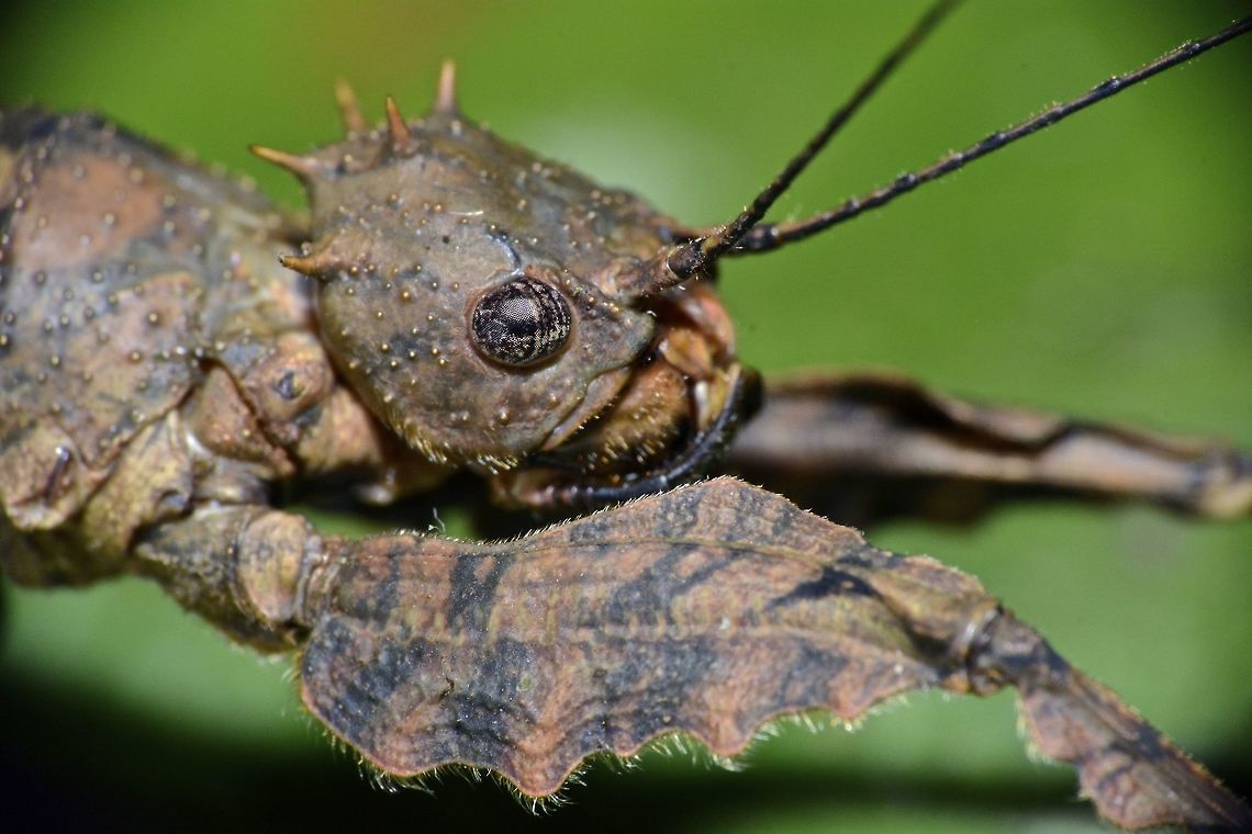 The Queen This is the close-up face of a Female Phasmid of the species Neoclides marshallae.<br />
It is a newly described in May 2016.<br />
<br />
Picture of the whole Phasmid can be seen here :<br />
<br />
<figure class="photo"><a href="https://www.jungledragon.com/image/44888/stick_insect_phasmid_-_neoclides_marshallae.html" title="Stick Insect, Phasmid - Neoclides marshallae"><img src="https://s3.amazonaws.com/media.jungledragon.com/images/2994/44888_thumb.jpg?AWSAccessKeyId=05GMT0V3GWVNE7GGM1R2&Expires=1759968010&Signature=8iiPcvmqVjNzq954F9iep0YayaI%3D" width="200" height="134" alt="Stick Insect, Phasmid - Neoclides marshallae This is a female Phasmid of the species Neoclides marshallae, which is newly described in May 2016.<br />
She has a row of spines on her head that looks like a crown and lobes on her front pair of legs that makes the front legs &#039;wider&#039;.<br />
<br />
Her colourations are a mix of brown, black and green with moulted look.  She probably can be very well camouflaged in her surroundings.<br />
<br />
Close-up of the face can be seen here :<br />
<br />
https://www.jungledragon.com/image/44891/the_queen.html<br />
 Geotagged,Malaysia,Neoclides marshallae,Phasmid,Sarawak,Stick Insect,Summer" /></a></figure><br />
 Geotagged,Malaysia,Neoclides marshallae,Phasmid,Sarawak,Stick Insect,Summer