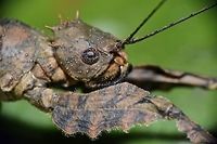 The Queen This is the close-up face of a Female Phasmid of the species Neoclides marshallae.<br />
It is a newly described in May 2016.<br />
<br />
Picture of the whole Phasmid can be seen here :<br />
<br />
https://www.jungledragon.com/image/44888/stick_insect_phasmid_-_neoclides_marshallae.html<br />
 Geotagged,Malaysia,Neoclides marshallae,Phasmid,Sarawak,Stick Insect,Summer