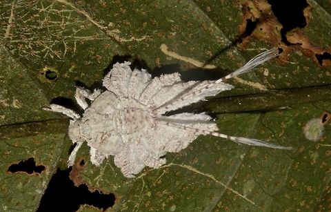 Nymph of Hopper Nymph of Hopper, with interesting protusions Geotagged,Hopper,Malaysia,Nymph,Sarawak,Summer