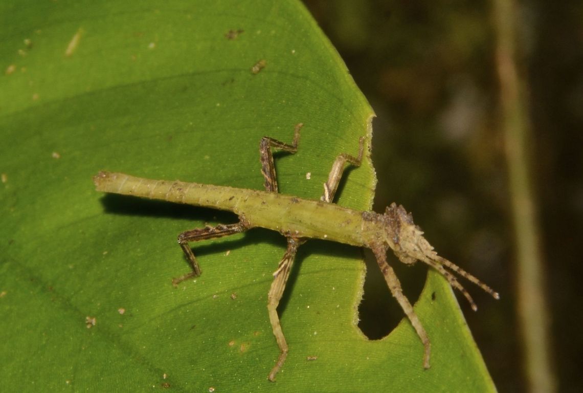 Nymph of Stick Insect, Phasmid This is a nymph of Phasmid of the species Pylaemenes borneensis.<br />
At the early phases, they can be white and like in this case, green. Geotagged,Malaysia,Nymph,Pylaemenes borneensis,Sarawak,Summer