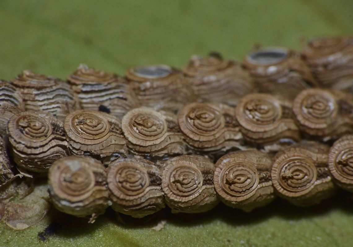Chocolate Cookies! This are the eggs of Stick Insects, Phasmids.<br />
Not sure of what species but from the look, and they method it was laid (glued to leafs), its probably from the genus Neoclides. Eggs,Geotagged,Malaysia,Phasmid,Sarawak,Stick Insect,Summer