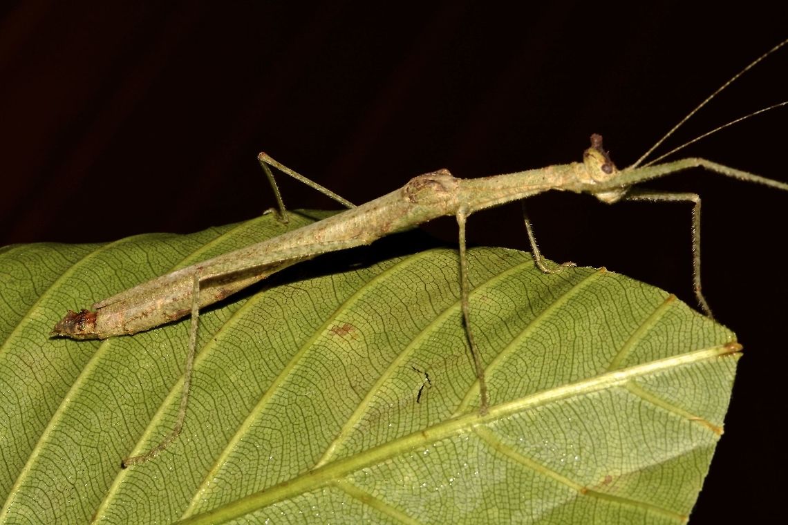 Stick Insect, Phasmid - Hennemannia alveare This is a female Phasmid of the species Hennemannia alveare.<br />
It is a newly described species in May 2016 and the genus name is newly erected in honour of Frank Hennemann, a Phasmidologist from Germany.  The species name - alveare refers to the similarity of the appendages above her head, which looks like a bee-hive, relating to the bee-hive hair style of the 1960s.<br />
She is small in size, around 4cm.<br />
<br />
Close-up picture of the face can be seen here :<br />
<br />
<figure class="photo"><a href="https://www.jungledragon.com/image/44913/bee-hive_face.html" title="Bee-Hive Face"><img src="https://s3.amazonaws.com/media.jungledragon.com/images/2994/44913_thumb.jpg?AWSAccessKeyId=05GMT0V3GWVNE7GGM1R2&Expires=1770854410&Signature=sP8zpzA2IhiLX5QiwKSOw1jkHsw%3D" width="200" height="134" alt="Bee-Hive Face This is the close-up of the face of a female Phasmid - Hennemannia alveare.<br />
It is a newly described species in May 2016.<br />
<br />
Picture of the whole Phasmid can be seen here :<br />
<br />
https://www.jungledragon.com/image/44912/stick_insect_phasmid_-_hennemania_alveare.html<br />
 Geotagged,Hennemannia alveare,Malaysia,Phasmid,Sarawak,Stick Insect,Summer" /></a></figure><br />
 Geotagged,Hennemannia alveare,Malaysia,Phasmid,Sarawak,Stick Insect,Summer