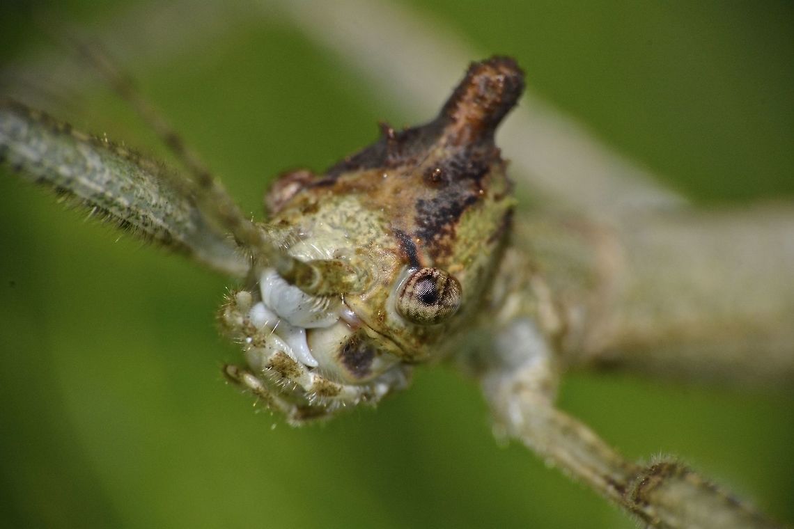 Bee-Hive Face This is the close-up of the face of a female Phasmid - Hennemannia alveare.<br />
It is a newly described species in May 2016.<br />
<br />
Picture of the whole Phasmid can be seen here :<br />
<br />
<figure class="photo"><a href="https://www.jungledragon.com/image/44912/stick_insect_phasmid_-_hennemannia_alveare.html" title="Stick Insect, Phasmid - Hennemannia alveare"><img src="https://s3.amazonaws.com/media.jungledragon.com/images/2994/44912_thumb.jpg?AWSAccessKeyId=05GMT0V3GWVNE7GGM1R2&Expires=1770854410&Signature=aYcsmzxE7w%2BwT2xfuIW29e4dbbA%3D" width="200" height="134" alt="Stick Insect, Phasmid - Hennemannia alveare This is a female Phasmid of the species Hennemannia alveare.<br />
It is a newly described species in May 2016 and the genus name is newly erected in honour of Frank Hennemann, a Phasmidologist from Germany.  The species name - alveare refers to the similarity of the appendages above her head, which looks like a bee-hive, relating to the bee-hive hair style of the 1960s.<br />
She is small in size, around 4cm.<br />
<br />
Close-up picture of the face can be seen here :<br />
<br />
https://www.jungledragon.com/image/44913/bee-hive_face.html<br />
 Geotagged,Hennemannia alveare,Malaysia,Phasmid,Sarawak,Stick Insect,Summer" /></a></figure><br />
 Geotagged,Hennemannia alveare,Malaysia,Phasmid,Sarawak,Stick Insect,Summer