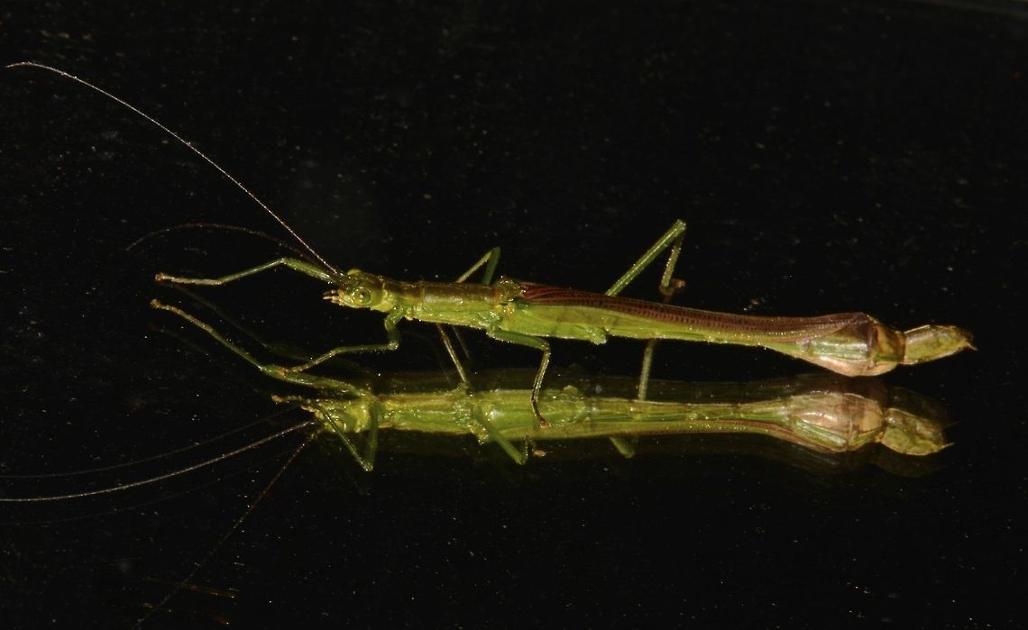Seeing Double This is a Female Phasmid of the species Parorthomeria alexis.<br />
She is small in size, around 3.5 cm.<br />
Found her on the mirror of the common bathroom at Kubah National Park, she was probably attracted by the light of the bathroom during the night. Geotagged,Malaysia,Parorthomeria alexis,Phasmid,Sarawak,Stick Insect,Summer