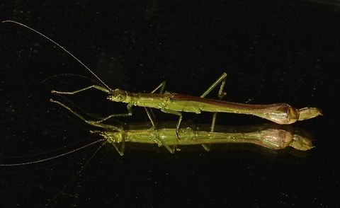 Seeing Double This is a Female Phasmid of the species Parorthomeria alexis.
She is small in size, around 3.5 cm.
Found her on the mirror of the common bathroom at Kubah National Park, she was probably attracted by the light of the bathroom during the night. Geotagged,Malaysia,Parorthomeria alexis,Phasmid,Sarawak,Stick Insect,Summer