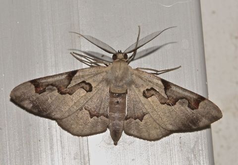 Geometrid Moth Geometrid Moth, attracted by the light at night. Geometrid Moth,Geotagged,Hypochrosis pyrrhophaeata,Malaysia,Moth,Sarawak,Summer
