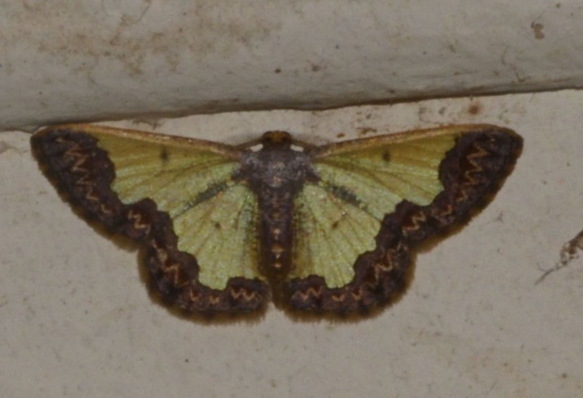 Moth - Zamarada denticulata Moth, attracted by the light at night.<br />
This one is green in colour with brown patterns at the borders of its wings. Geotagged,Malaysia,Moth,Sarawak,Summer,Zamarada denticulata