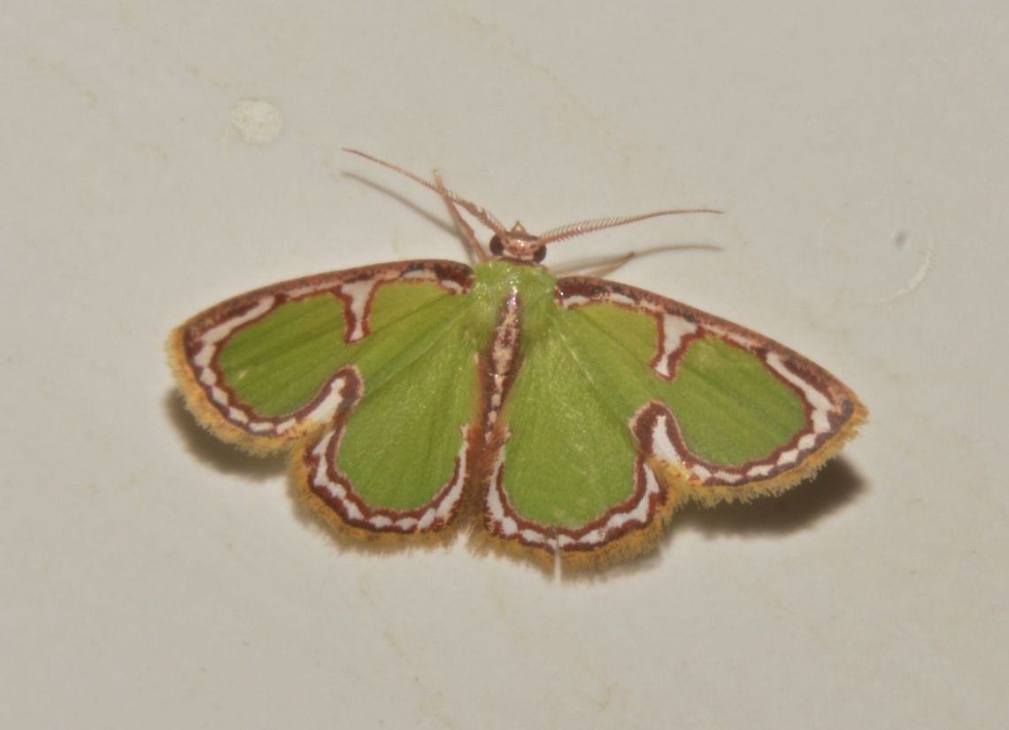 Geometrid Moth Green Geometrid Moth - Comostola chlorargyra, with interesting markings on its body, attracted by light at night. Comostola chlorargyra,Geometrid Moth,Geotagged,Malaysia,Moth,Sarawak,Summer