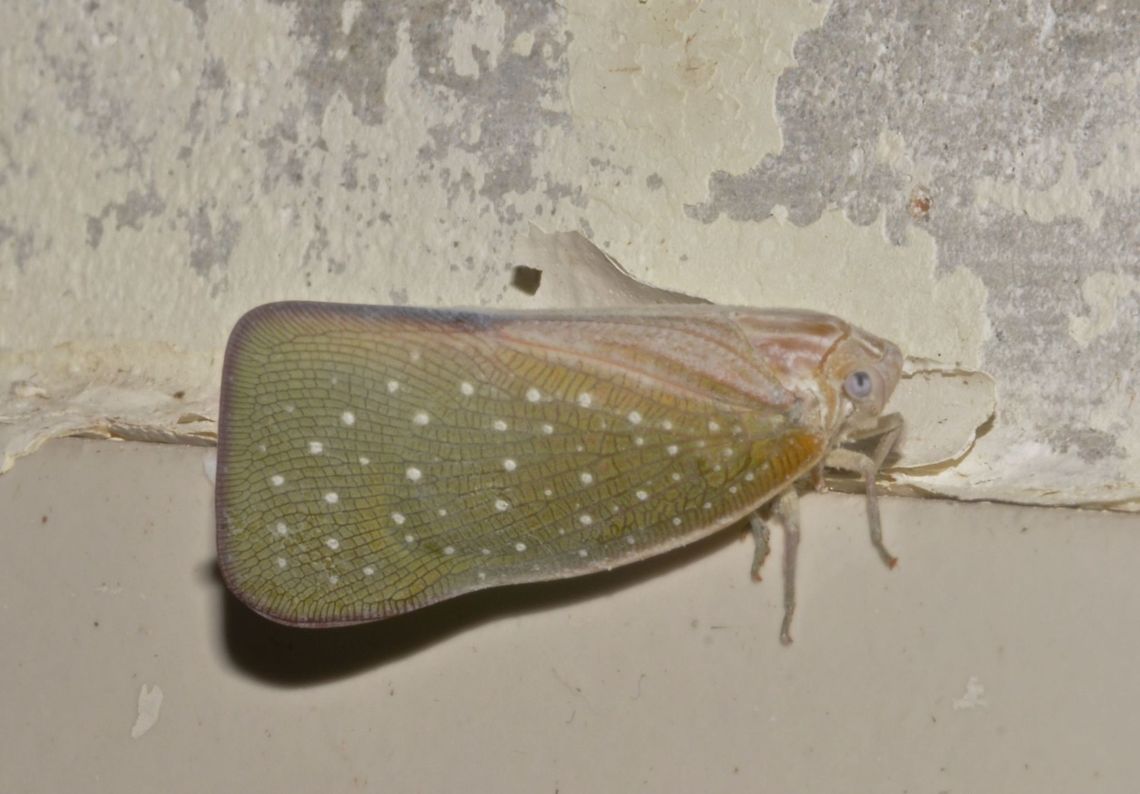 Hopper - Bythopsyrna sp. Hopper, with green wings and white spots on its body.<br />
Attracted by light at night.<br />
<br />
Possibly Bythopsyrna sp. Bythopsyrna,Bythopsyrna sp,Geotagged,Hopper,Malaysia,Sarawak,Summer