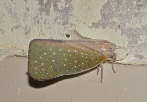 Hopper - Bythopsyrna sp. Hopper, with green wings and white spots on its body.
Attracted by light at night.

Possibly Bythopsyrna sp. Bythopsyrna,Bythopsyrna sp,Geotagged,Hopper,Malaysia,Sarawak,Summer