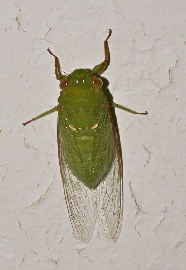 Green Cicada Green Cicada, attracted by light at night Dundubia vaginata,Geotagged,Green Cicada,Malaysia,Sarawak,Summer