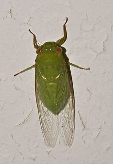 Green Cicada Green Cicada, attracted by light at night Dundubia vaginata,Geotagged,Green Cicada,Malaysia,Sarawak,Summer